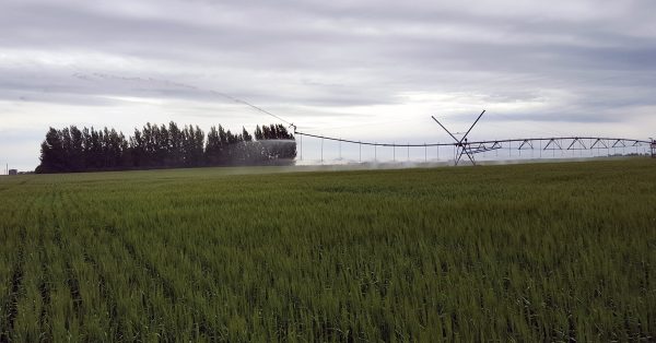 Wheat fields 1200